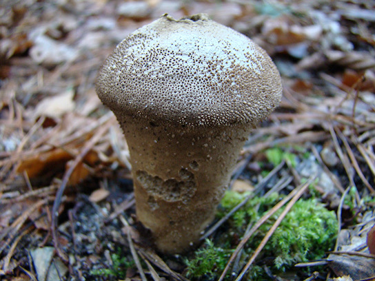puffballs